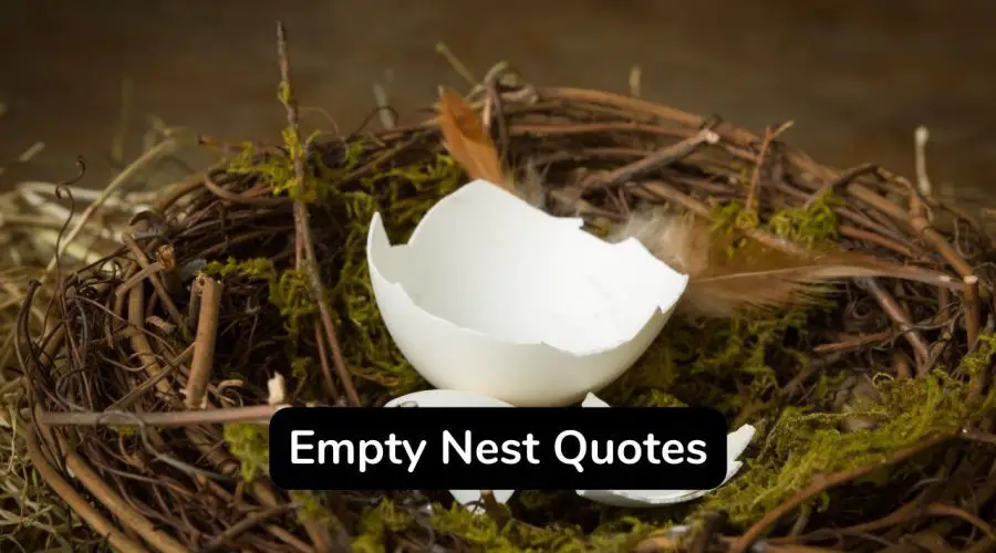 Top 30 Empty Nest Quotes You Should Not Miss!