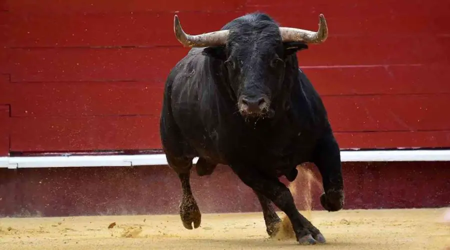 Dreaming of Bulls? This is What You Need to Know