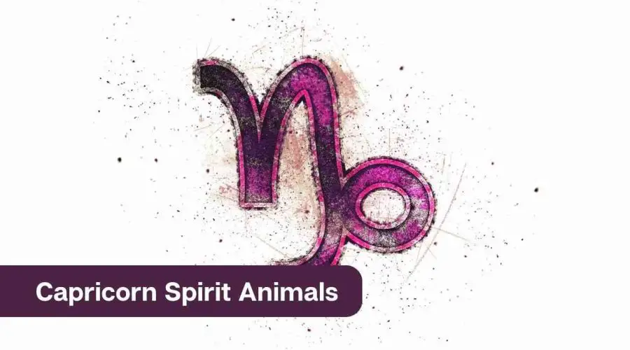 Capricorn Spirit Animals – All You Need to Know