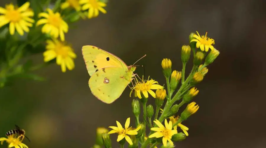 Spiritual Meaning of Yellow Butterfly – A Complete Guide