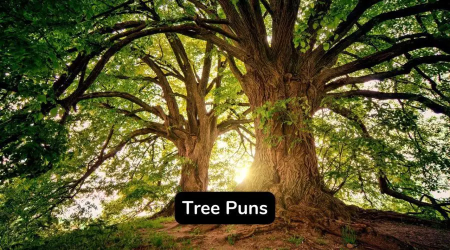 Top 45 Tree Puns and Jokes You Will Love