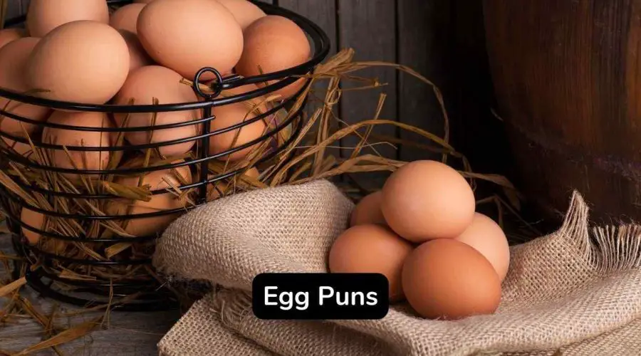 40 Hilarious Egg Puns and Jokes That Will Make You Laugh