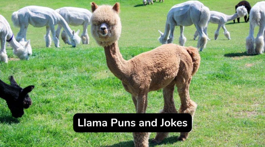 Top 40 Llama Puns and Jokes You Should Not Miss!