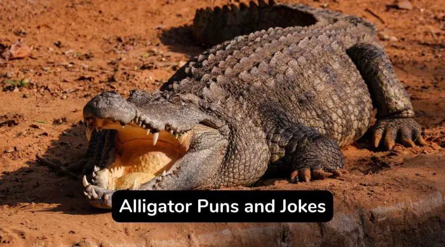 50 Hilarious Alligator Puns That Will Bite You