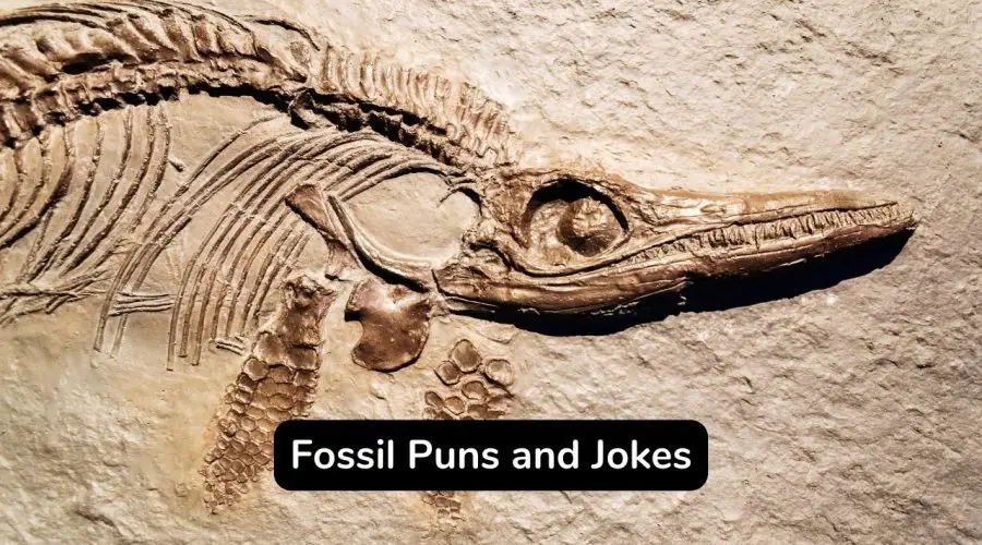 45+ Fossil Puns and Jokes You Should Not Miss!