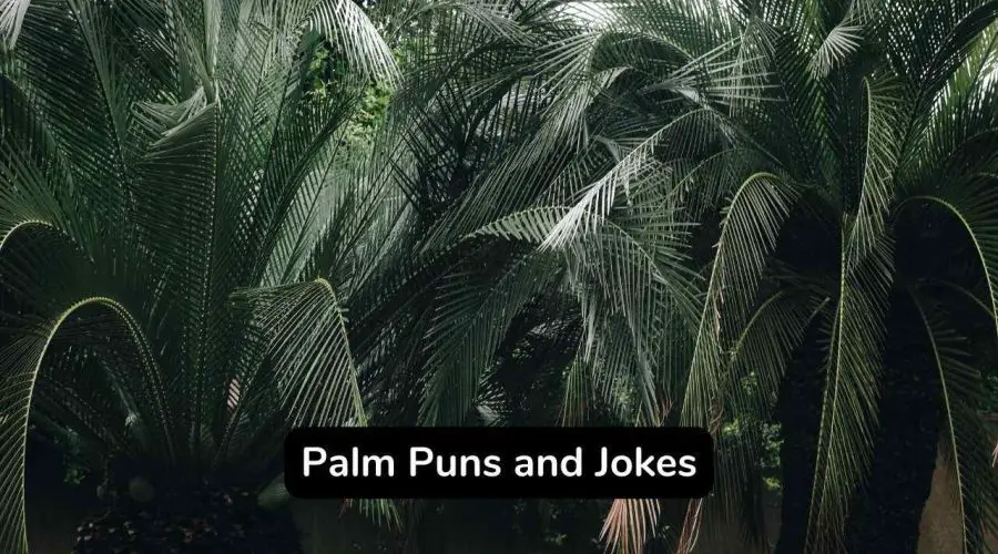 60 Funny Palm Puns and Jokes For Instagram