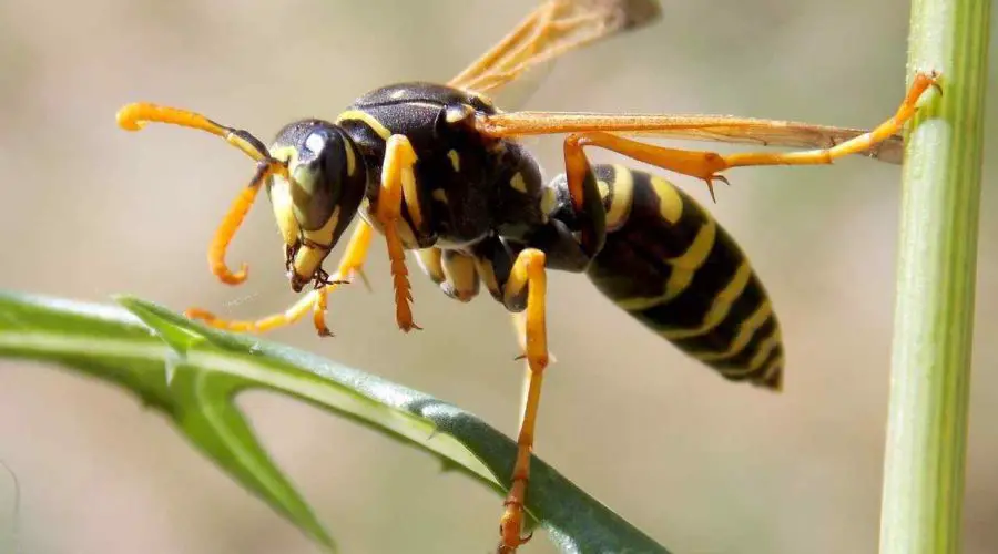 Spiritual Meaning And Symbolism Of A Wasp – A Complete Guide