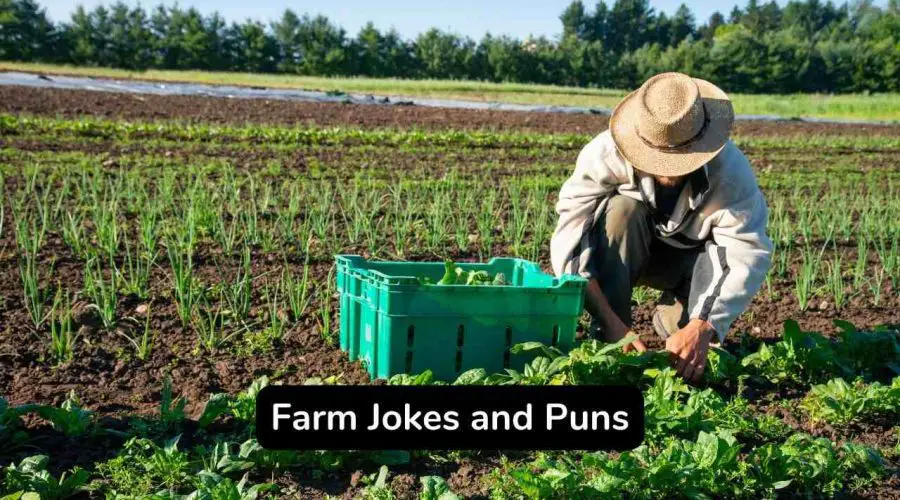 Best 45 Hilarious Farm Jokes and Puns