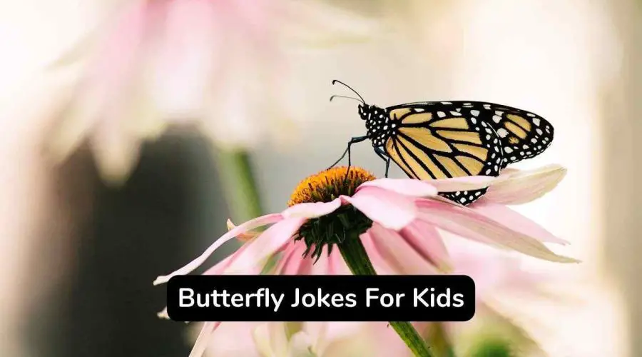 Best 45 Butterfly Jokes and Puns You Will Love
