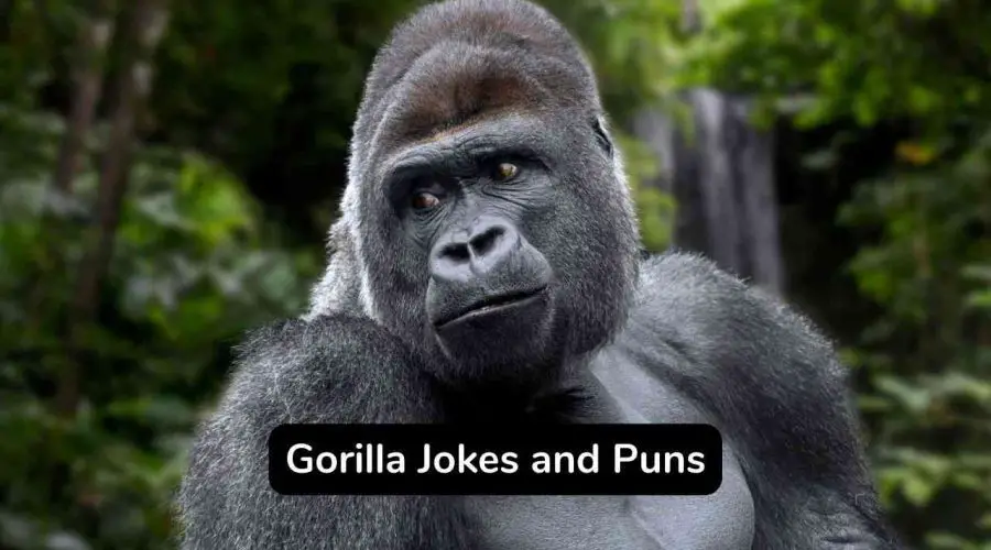 65 Funny Gorilla Jokes and Puns You Should Not Miss!