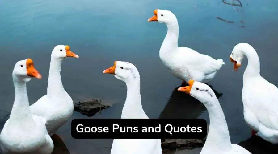 Best 60 Goose Puns and Jokes That Are Very Funny