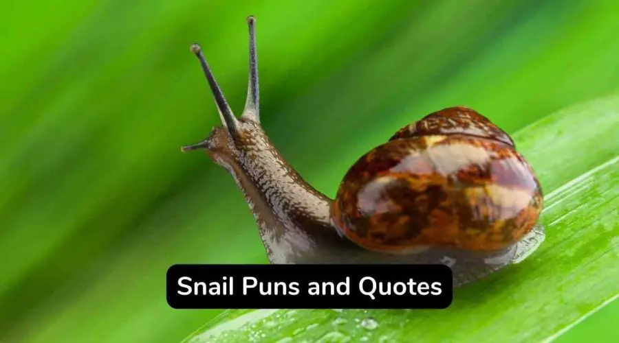 50 Hilarious Snail Puns and Jokes You Will Love