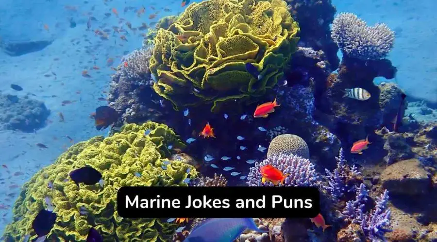 Best Funny 40 Marine Jokes and Puns