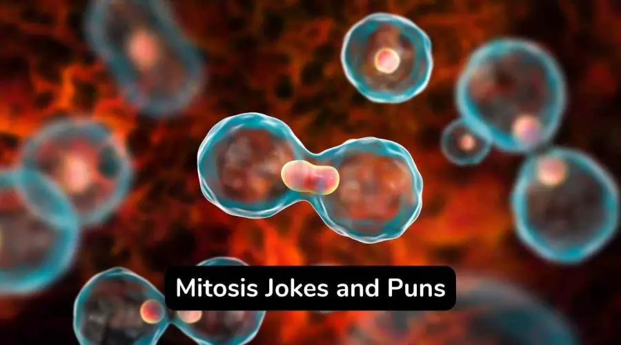 Best 20 Mitosis Jokes and Puns You Should Not Miss!