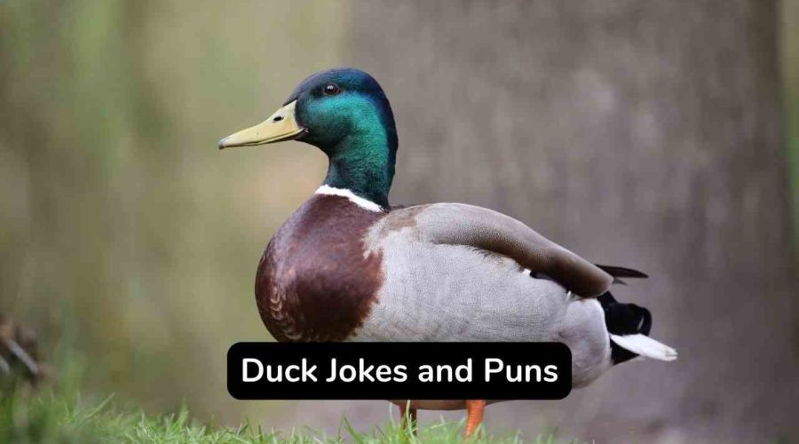 Best 40 Hilarious Duck Puns and Jokes That You Will Love