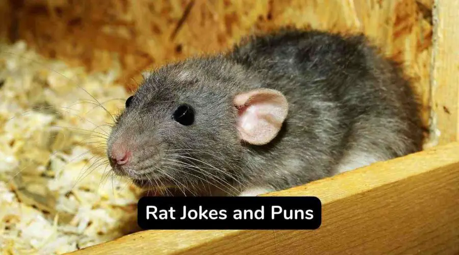 Top 45 Rat Puns and Jokes That Are Very Naughty
