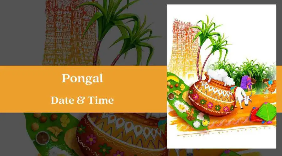 Pongal 2024: Know the Date, Time, and Significance of this Festival