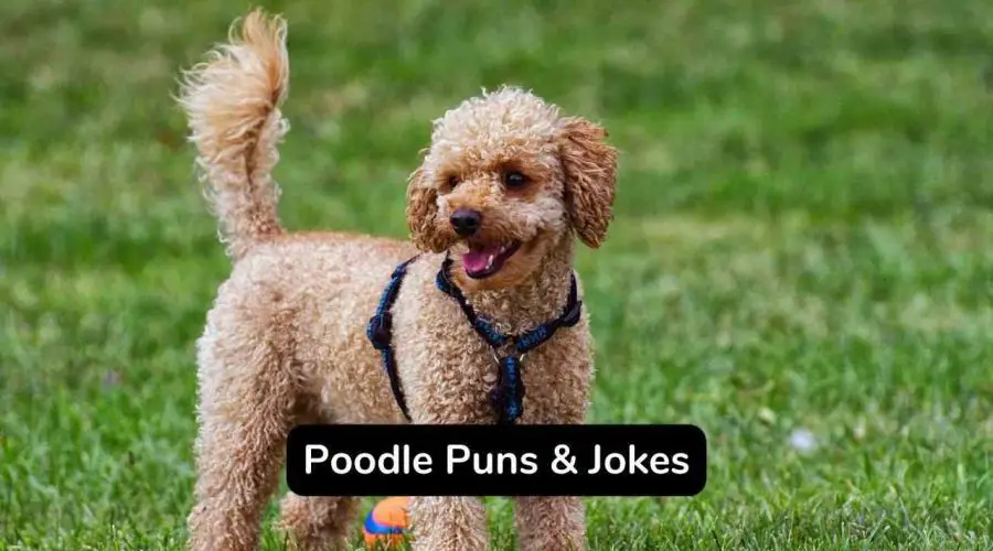 Best 55 Poodle Puns and Jokes You Should Not Miss!