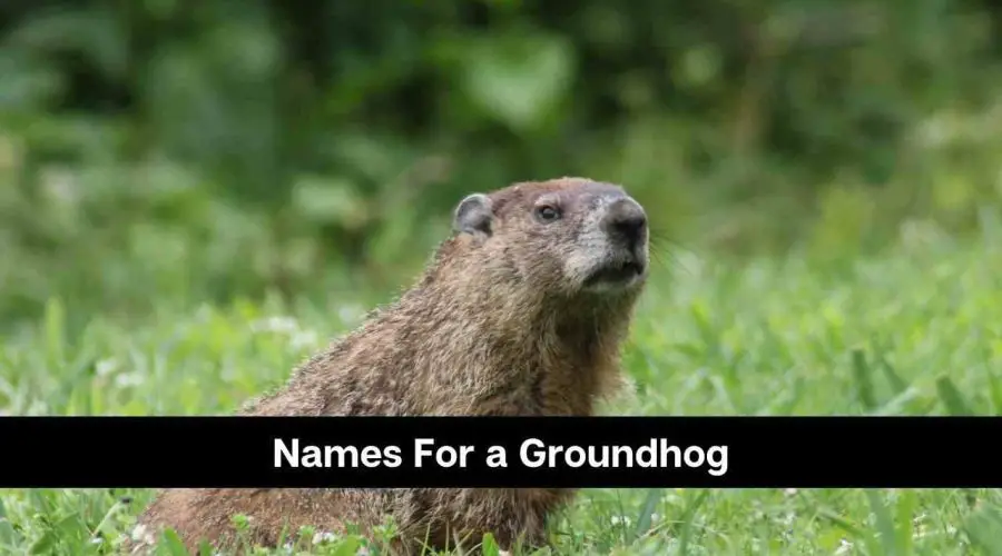 101 Cute Names For a Groundhog You Will Love