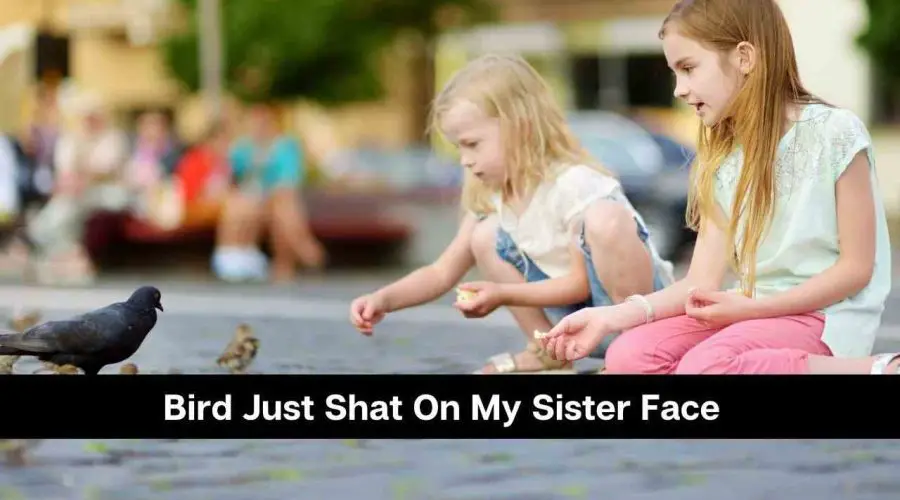 A Bird Just Shat On My Sisters Face: Meaning & Myths