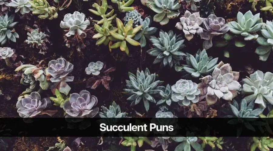 100 Best Succulent Puns and Jokes You Will Love