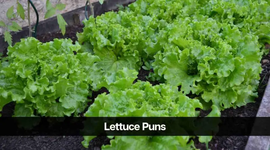 60 Best Lettuce Puns and Jokes To Make Your Day