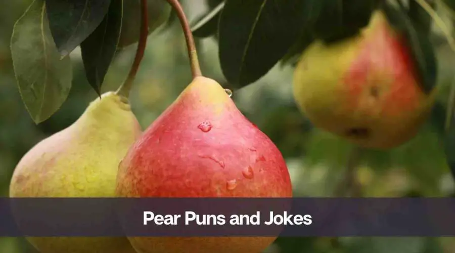 35 Funny Pear Puns and Jokes for Pear Lovers