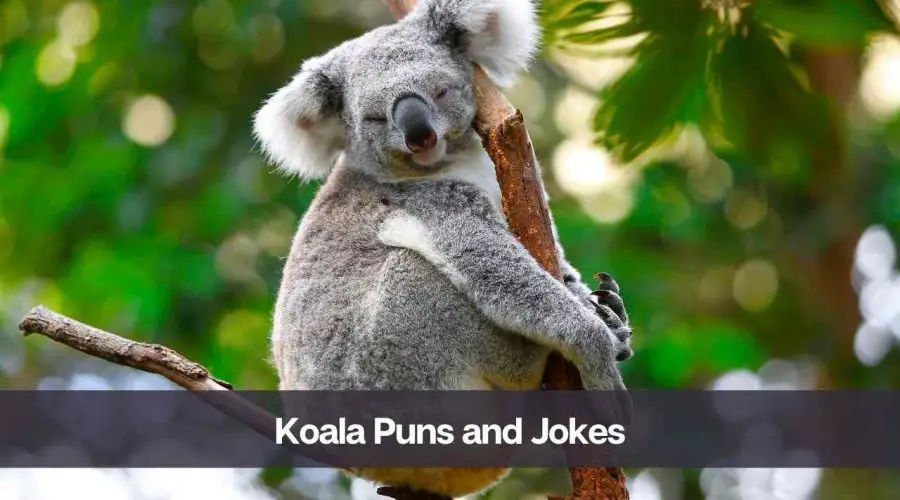 Best 50 Koala Puns and Jokes To Make Your Day